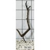 Spiderwood 561