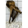 Spiderwood 562