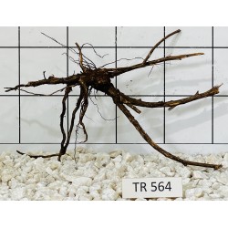 Spiderwood 564
