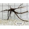 Spiderwood 564