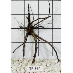 Spiderwood 564