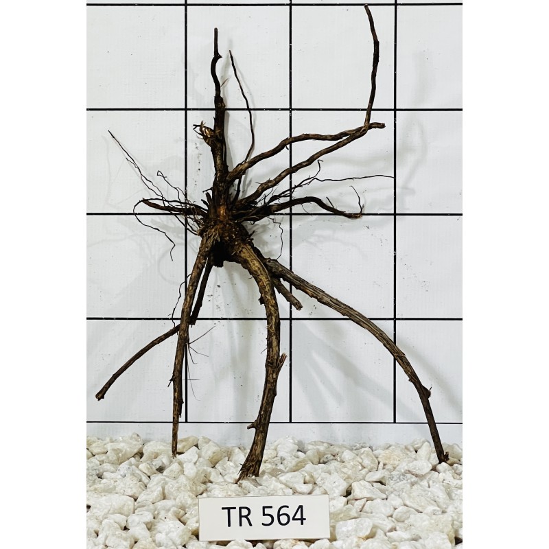 Spiderwood 564