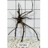 Spiderwood 564