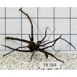 Spiderwood 564