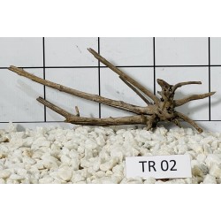 Spiderwood 02