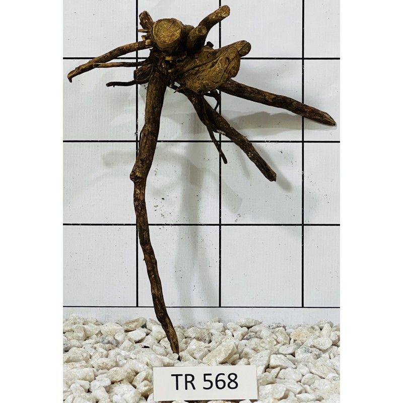 Spiderwood 568