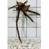 Spiderwood 568