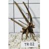 Spiderwood 02