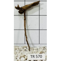 Spiderwood 570