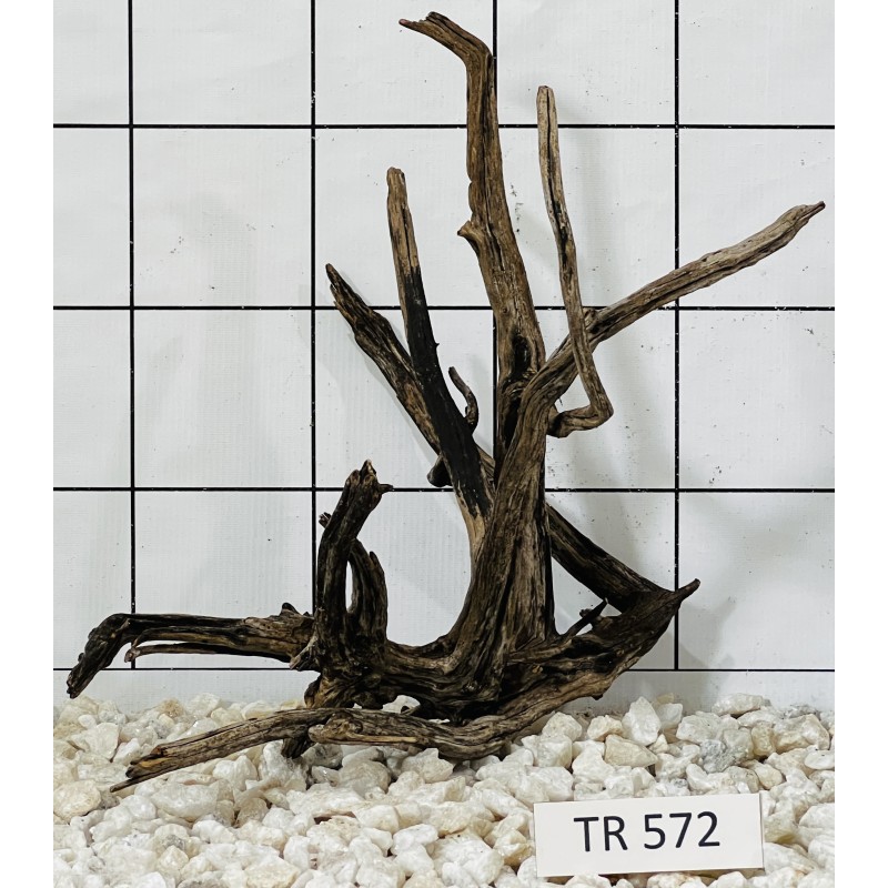Spiderwood 572