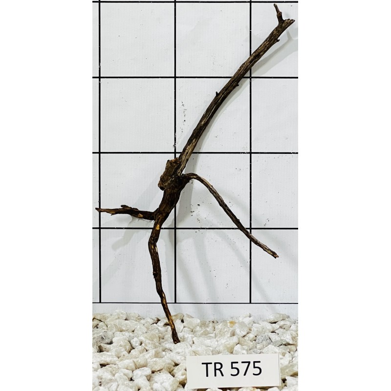 Spiderwood 575