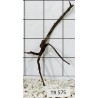 Spiderwood 575