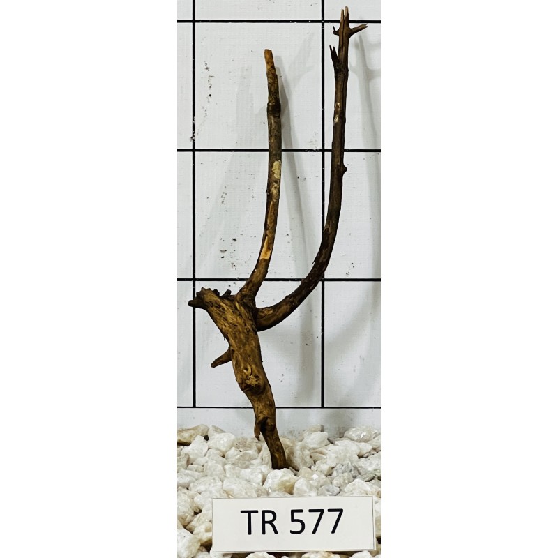 Spiderwood 577