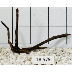 Spiderwood 579