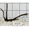Spiderwood 579
