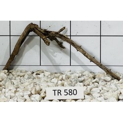 Spiderwood 580
