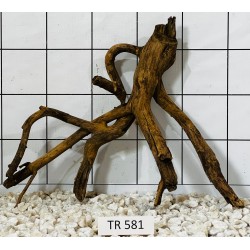 Spiderwood 581
