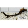 Spiderwood 584