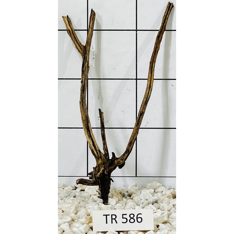 Spiderwood 586