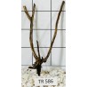 Spiderwood 586