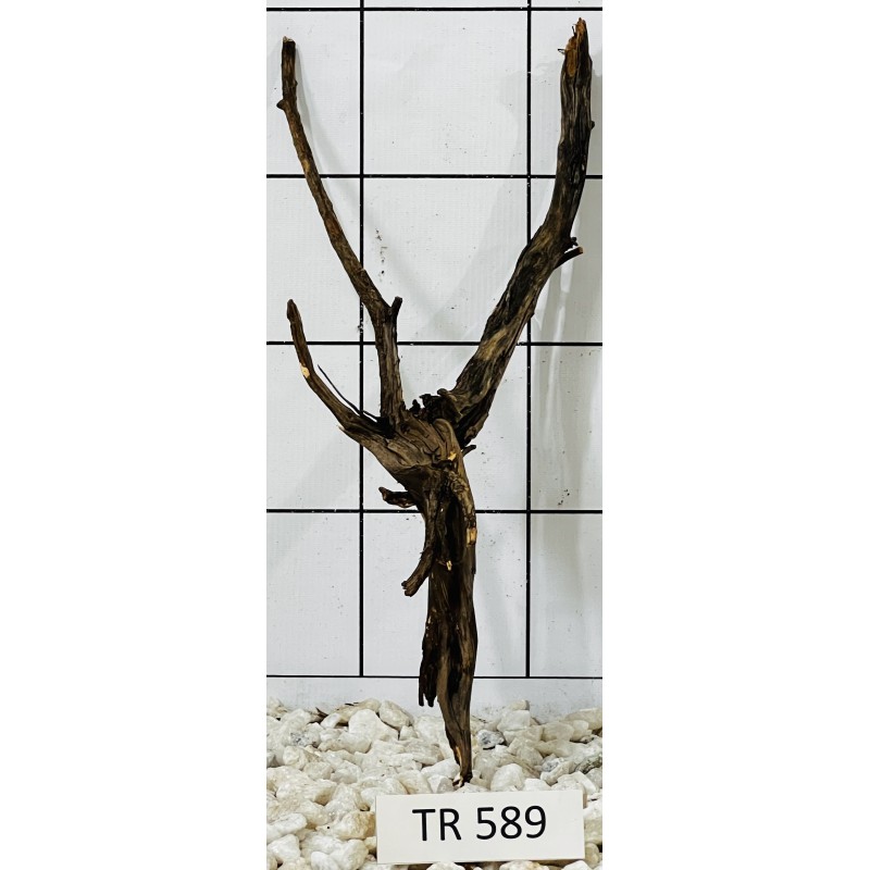 Spiderwood 589