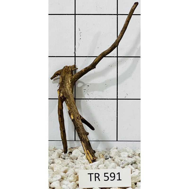 Spiderwood 591