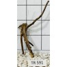 Spiderwood 591