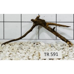 Spiderwood 591