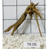 Spiderwood 05