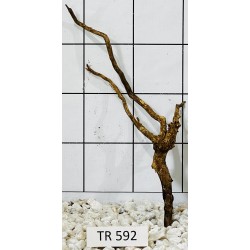 Spiderwood 592