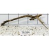 Spiderwood 594
