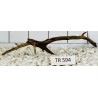 Spiderwood 594
