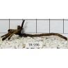 Spiderwood 596