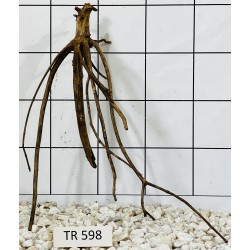 Spiderwood 598