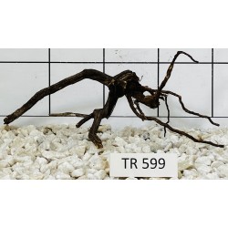 Spiderwood 599
