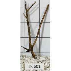 Spiderwood 601