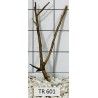 Spiderwood 601