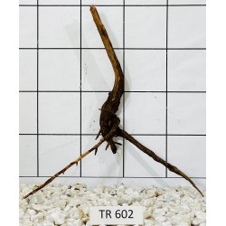 Spiderwood 602