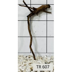 Spiderwood 607