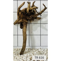 Spiderwood 616