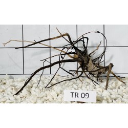 Spiderwood 09