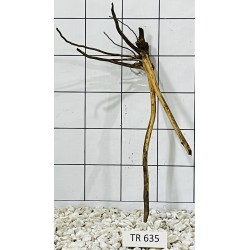 Spiderwood 635