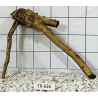 Spiderwood 636