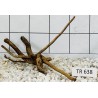 Spiderwood 638