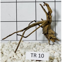 Spiderwood 10