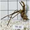 Spiderwood 10