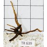 Spiderwood 639