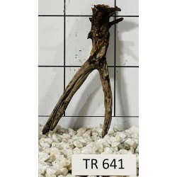 Spiderwood 641