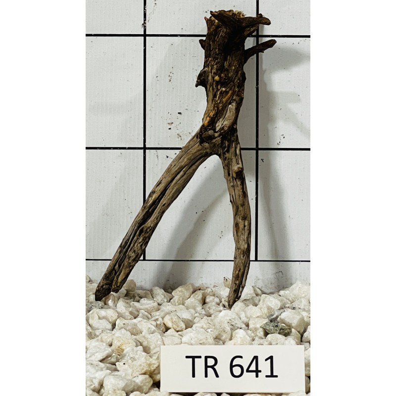 Spiderwood 641