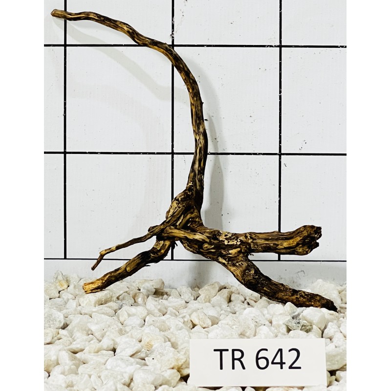 Spiderwood 642